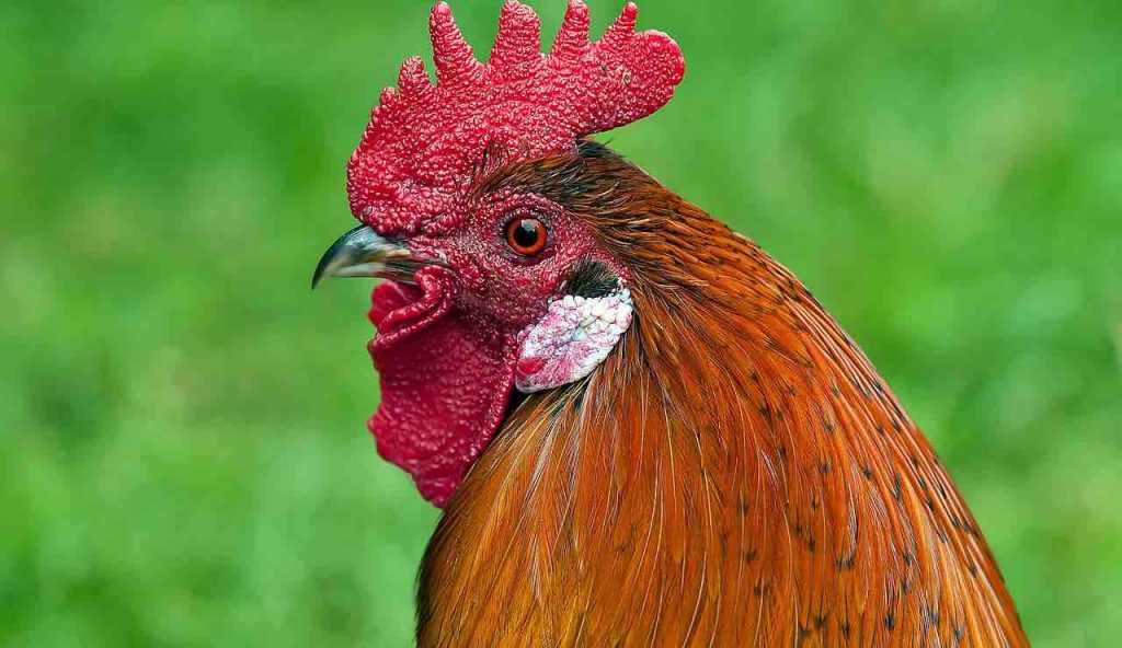 Pollo