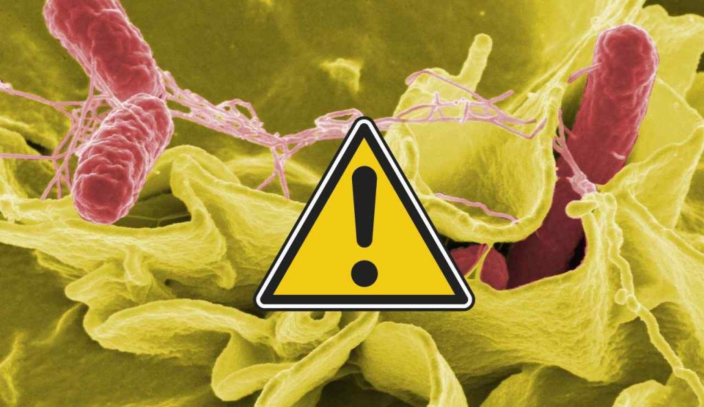 Pericolo salmonella