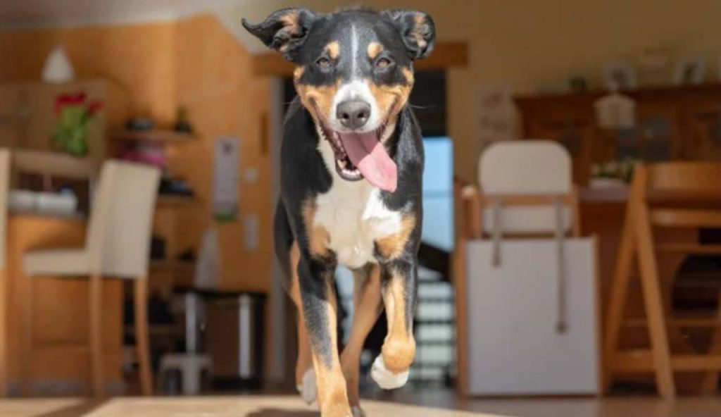 Cane corre in casa (Depositphotos foto) - www.financecue.it