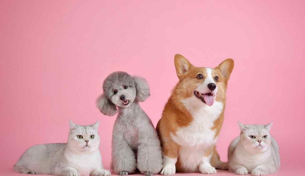 pet